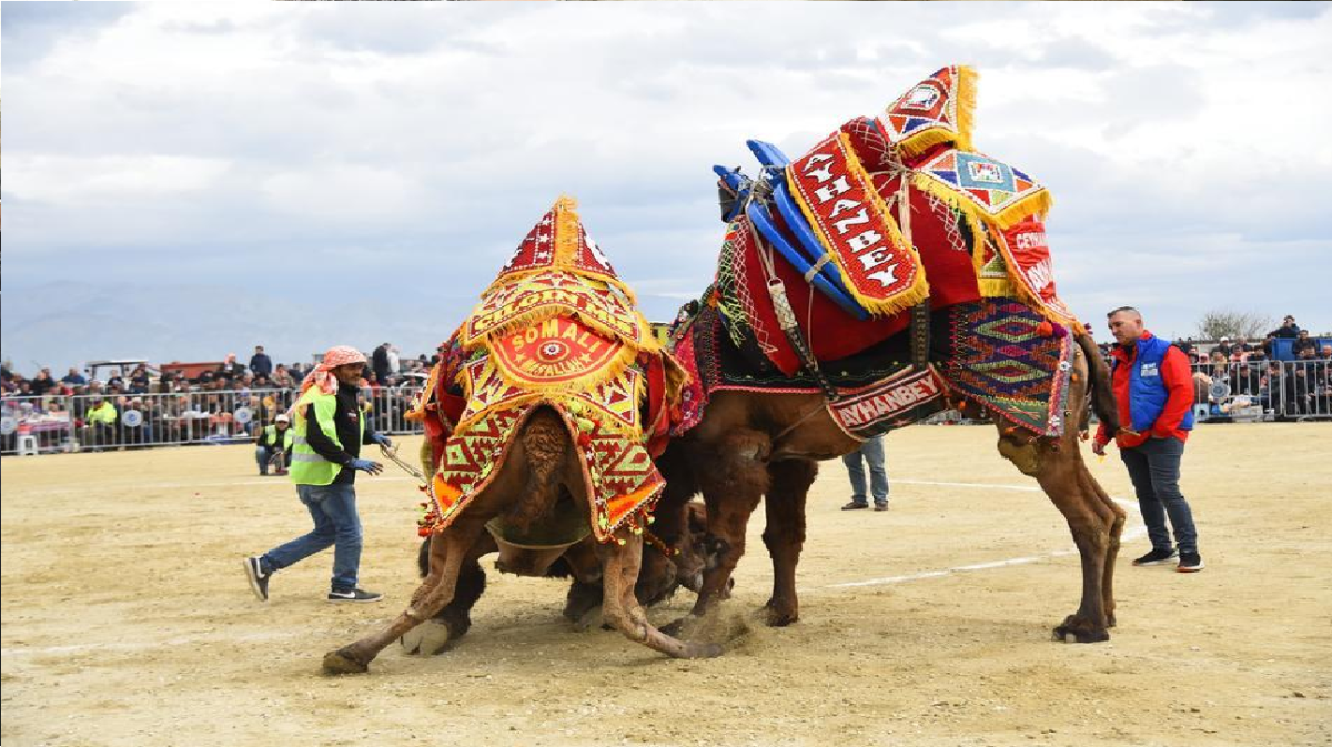 DEVE GÜREŞİ FESTİVALİ İPTAL EDİLDİ...