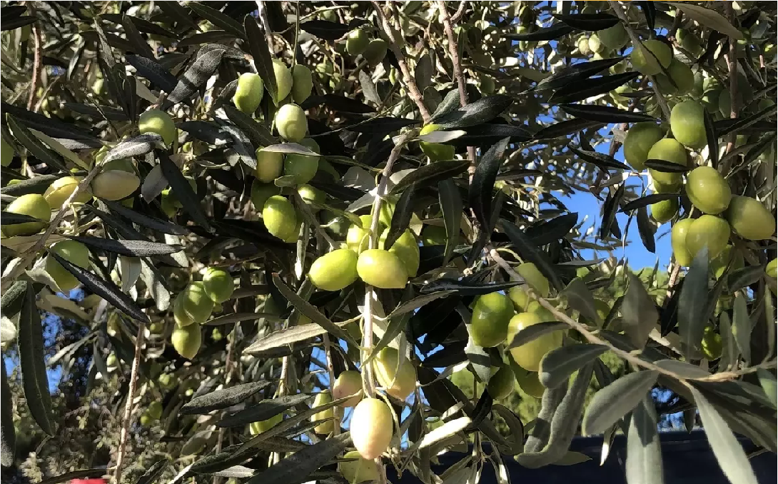 Germencik'te zeytinyağı sezonu açılışı, zeytin üretimi ve kalitesine vurgu yapıldı.