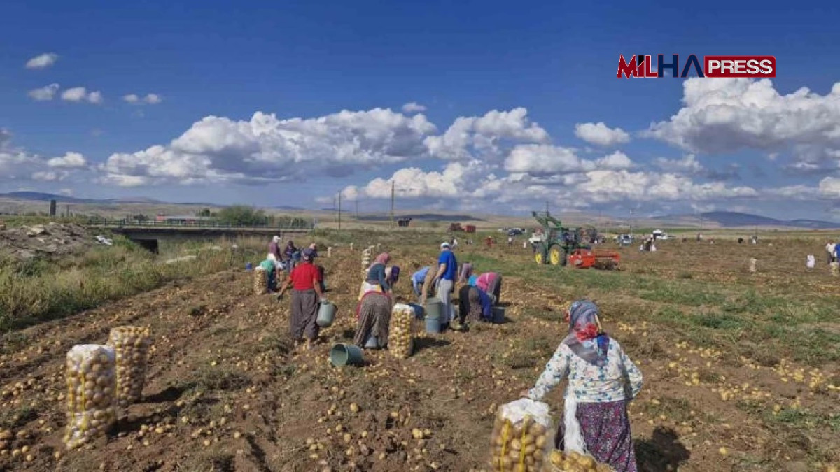 Yandaşa ‘kar garantisi’ verenler çiftçiye ‘alım garantisi’ vermiyor